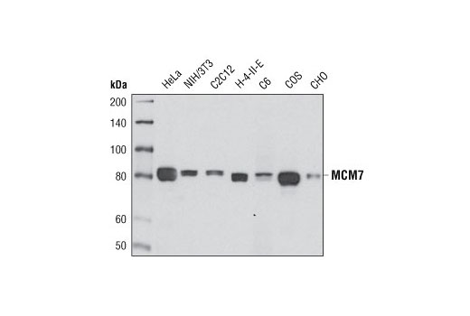 MCM7 (D10A11) XP Rabbit mAb