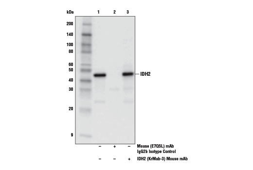 Mouse (E7Q5L) mAb IgG2b Isotype Control