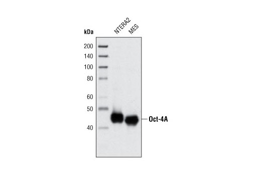 Oct-4A (C30A3) Rabbit mAb