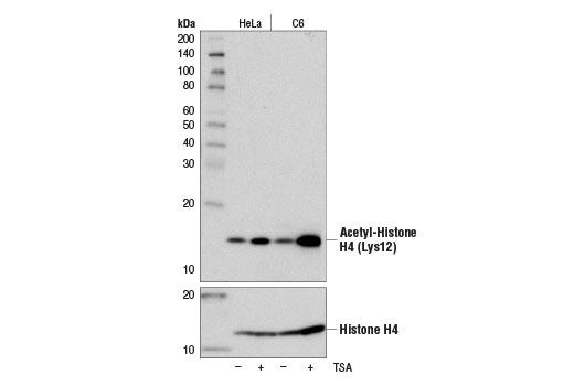 Acetyl-Histone H4 (Lys12) (D2W6O) Rabbit mAb