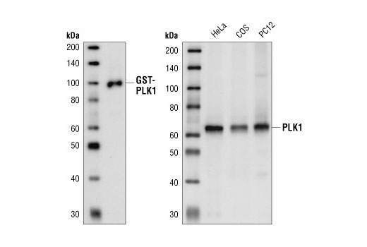 PLK1 (208G4) Rabbit mAb