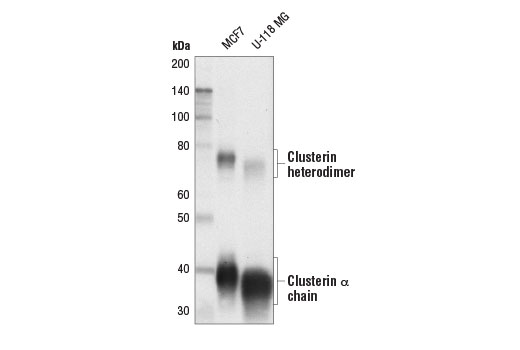 Clusterin (D4B6P) Rabbit mAb