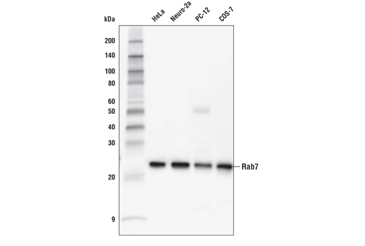 Rab7 (E9O7E) Mouse mAb