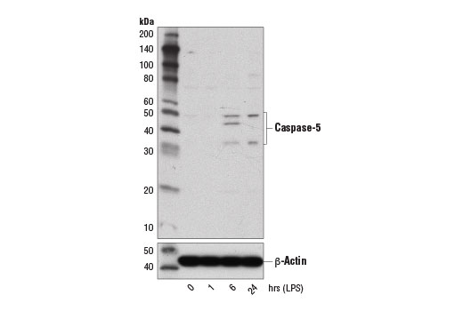 Caspase-5 (D3G4W) Rabbit mAb