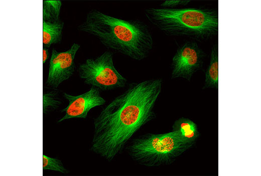 α-Tubulin (11H10) Rabbit mAb (Alexa Fluor 488 Conjugate)