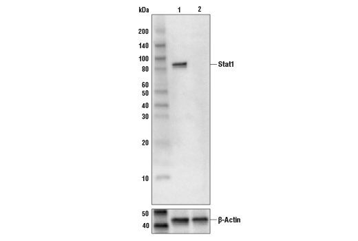 Stat1 (9H2) Mouse mAb