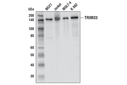 TRIM33 (D7U4F) Rabbit mAb