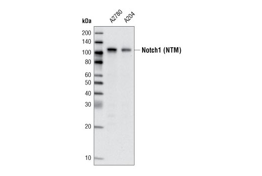Notch1 (5B5) Rat mAb