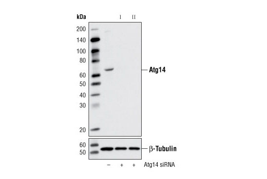 Atg14 Antibody