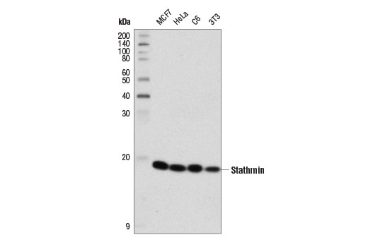 Stathmin (D1Y5A) Rabbit mAb