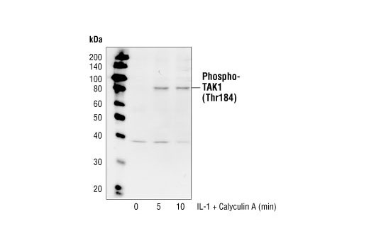 Phospho-TAK1 (Thr184) Antibody