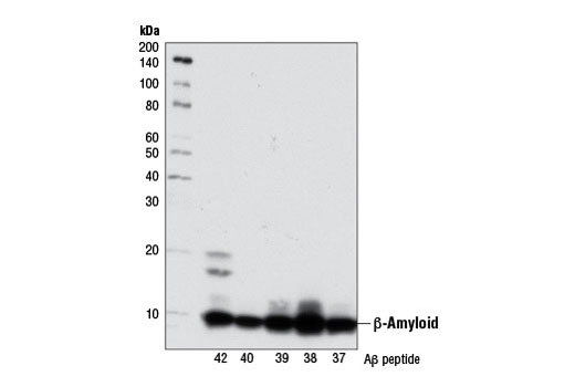 β-Amyloid (D54D2) XP Rabbit mAb