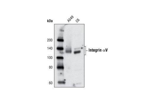 Integrin αV Antibody