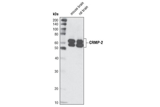 CRMP-2 Antibody