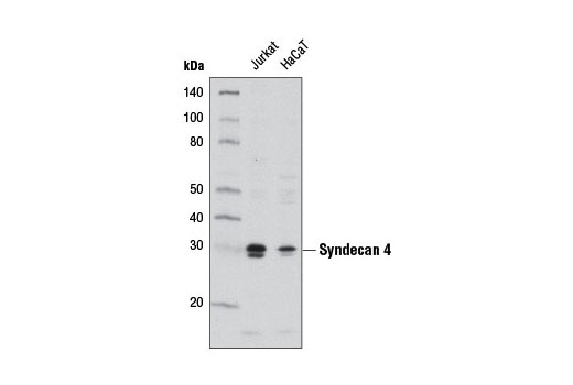 Syndecan 4 Antibody
