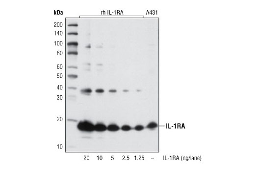 IL-1RA (20D8) Mouse mAb