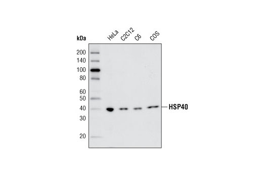 HSP40 (C64B4) Rabbit mAb