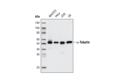 α-Tubulin (11H10) Rabbit mAb (HRP Conjugate)