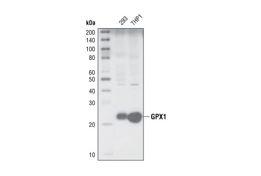 GPX1 Antibody