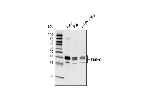 Pim-2 (D1D2) Rabbit mAb