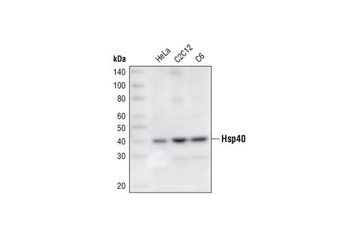 HSP40 Antibody