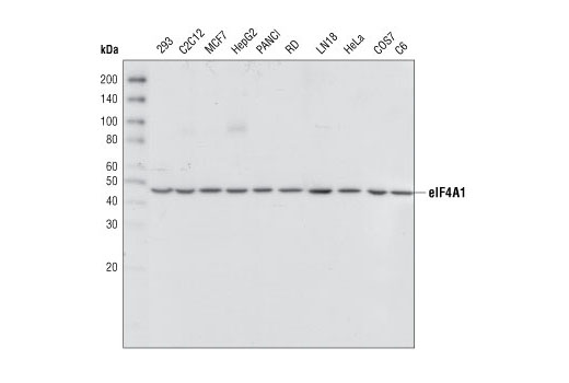 eIF4A1 Antibody