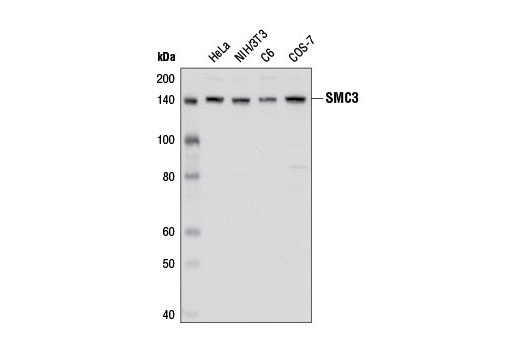 SMC3 (D47B5) Rabbit mAb