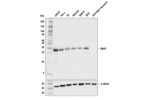 Ape1 (E5Y2C) Rabbit mAb