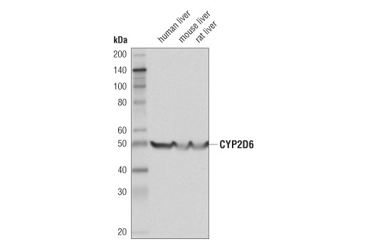 CYP2D6 (D5A6X) Rabbit mAb