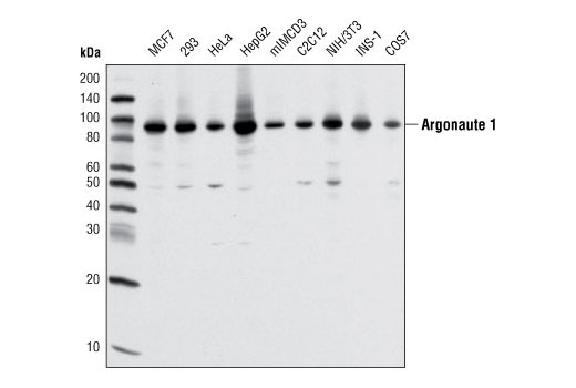 Argonaute 1 (D84G10) XP Rabbit mAb