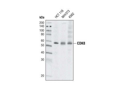 CDK8 (G398) Antibody