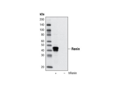 Renin Antibody