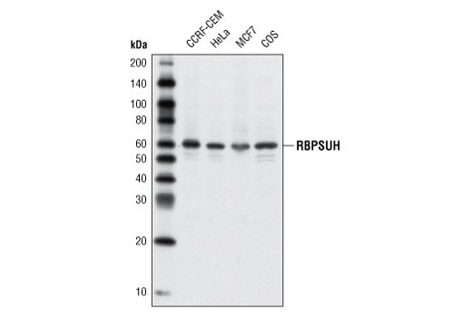 RBPSUH Antibody