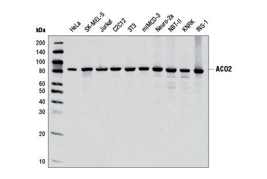 ACO2 Antibody