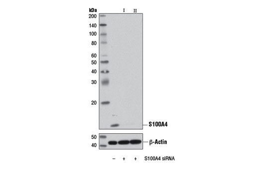 SignalSilence S100A4 siRNA I