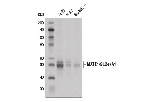 MATE1/SLC47A1 (D4C6Z) Rabbit mAb