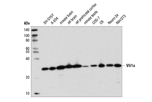 Vti1a (D8U3M) Rabbit mAb