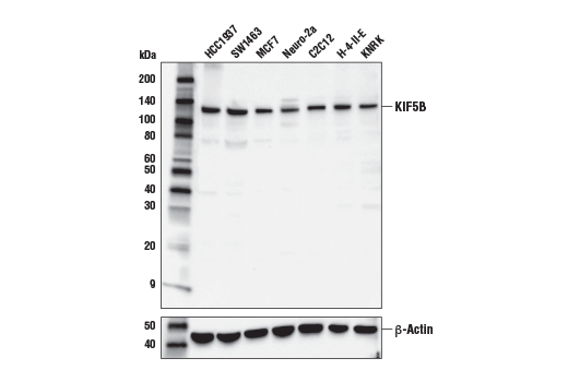 KIF5B Antibody
