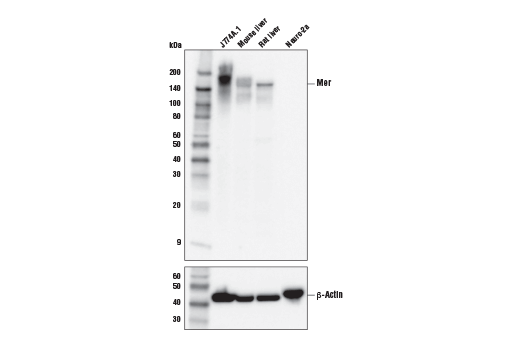 Mer (D8W8T) Rabbit mAb