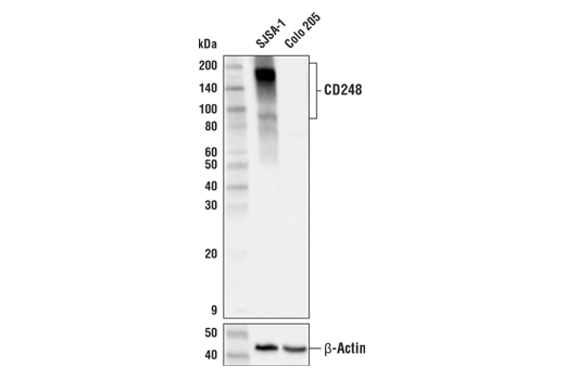 CD248 (E9Z7O) XP Rabbit mAb