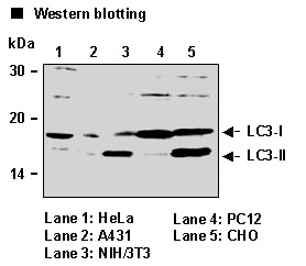 Anti-LC3 pAb