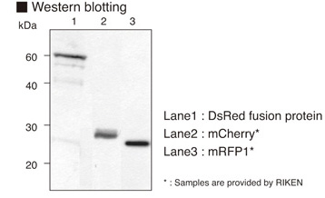 Anti-RFP pAb
