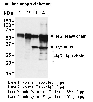 Normal Rabbit IgG