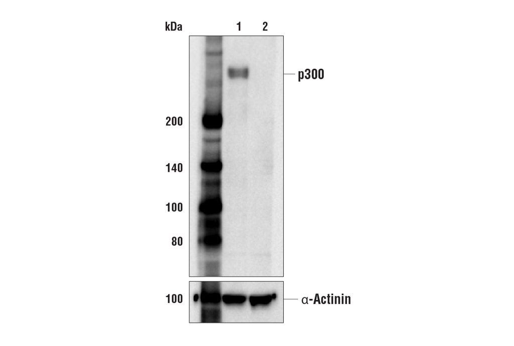 p300 (E6D1T) Rabbit mAb