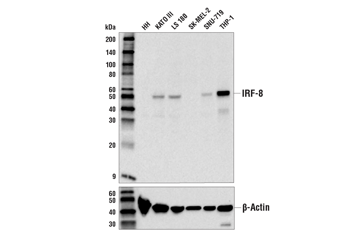 IRF-8 (E6J8Q) XP Rabbit mAb