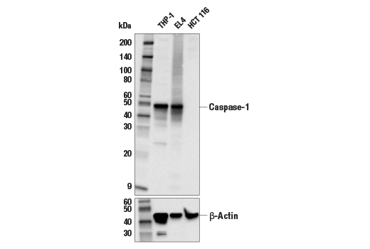 Caspase-1 (E9R2D) Rabbit mAb