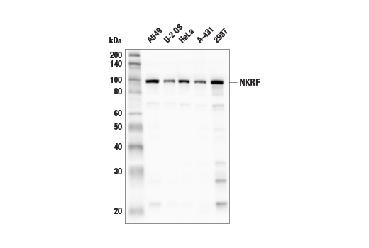 NKRF (E9G1T) Rabbit mAb