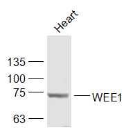 WEE1蛋白抗体