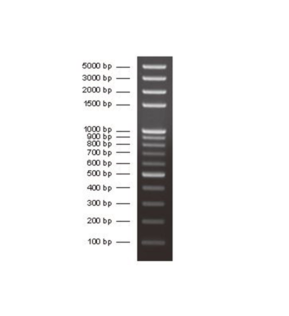 DNA分子量标准加强型 (100bp)