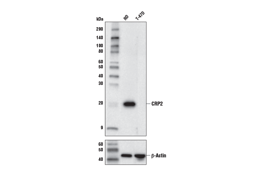 CRP2 Antibody